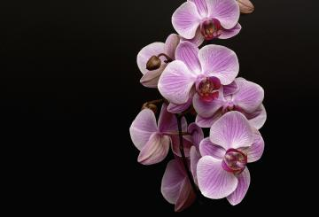 Výstava orchidejí, masožravých rostlin, bromélií a kaktusů